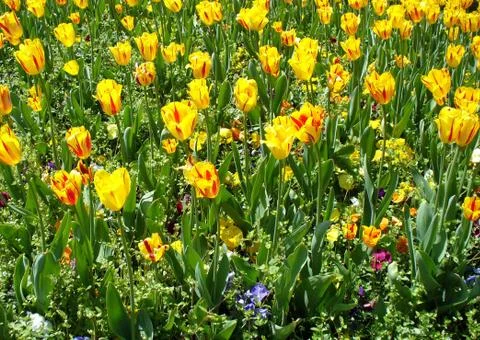 Tulip backround Stock Photos