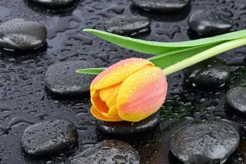 Tulip on a basalt stone Stock Photos