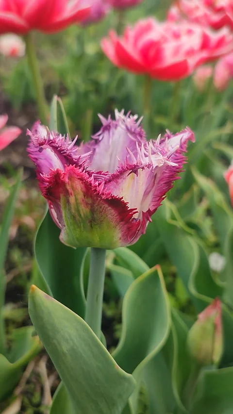 Tulip Beautiful blooming tulip flower Blooming flower purple petal Vertical Stock Footage 317261453