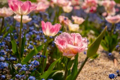 Tulip bed with already slightly withering flowers in light pink Stock Photos