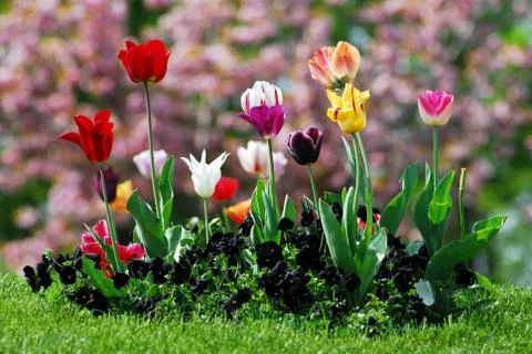 Tulip bed Stock Photos