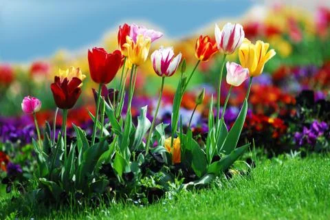 Tulip bed Stock Photos