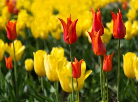 Tulip beds Stock Photos