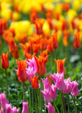 Tulip beds Stock Photos