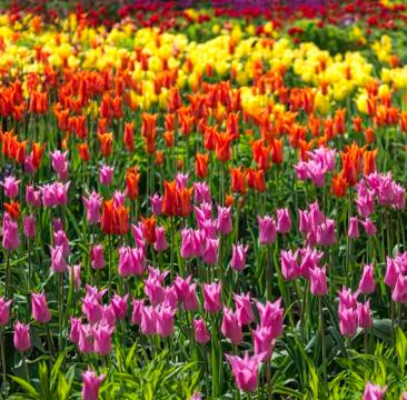 Tulip beds Stock Photos