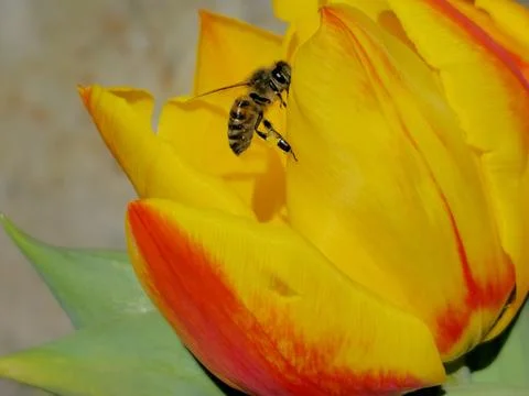 Tulip, Bee, Spring, Nectar, Flower, Insect, Closeup Stock Photos
