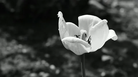 Tulip in black and white Stock Footage 138501271