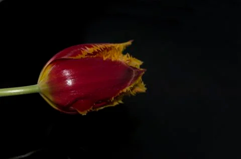 Tulip on a black background Stock Photos