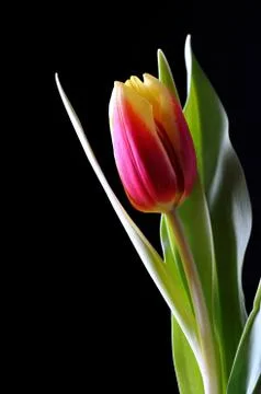 A tulip on black Stock Photos