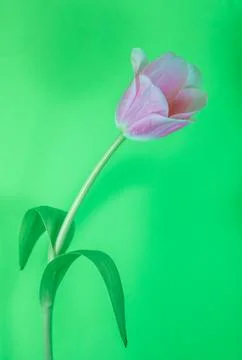 Tulip bloom Foto stock