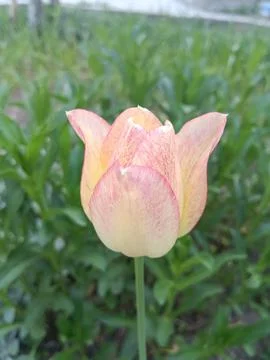 Tulip bloom Foto stock