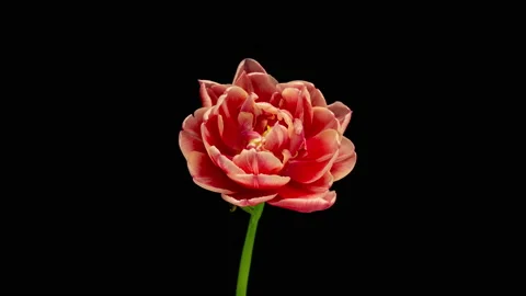 Tulip blooming and withering, time lapse, on a black background, 4k video Stock Footage 181642442