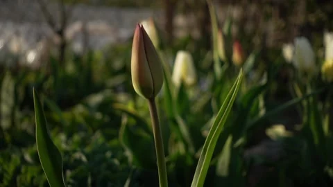 Tulip before blooming Stock Footage 239935700