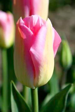 Tulip blooming Stock Photos