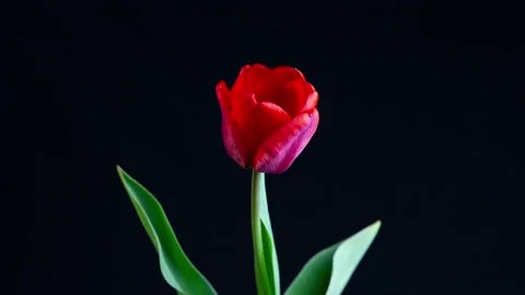 Tulip blooms on a black background, close-up. Video stock 140743948