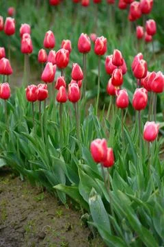 Tulip blossom Stock Photos