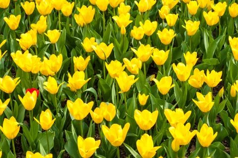 Tulip blossoms in spring Stock Photos