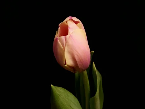 Tulip blossoms time lapse Stock Footage 73274689