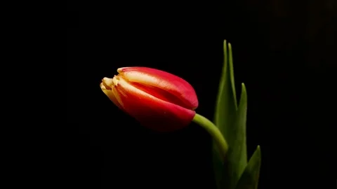 Tulip blossoms timelapse Stock Footage 73274527