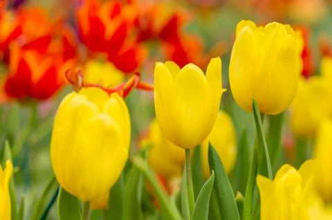 Tulip with bokeh Stock Photos