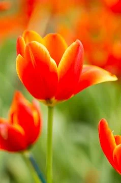 Tulip with bokeh Stock Photos
