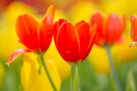 Tulip with bokeh Stock Photos