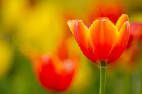 Tulip with bokeh Stock Photos