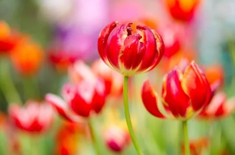 Tulip with bokeh Stock Photos