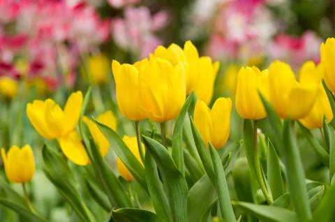 Tulip with bokeh Stock Photos