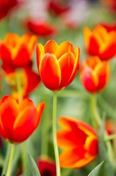 Tulip with bokeh Stock Photos