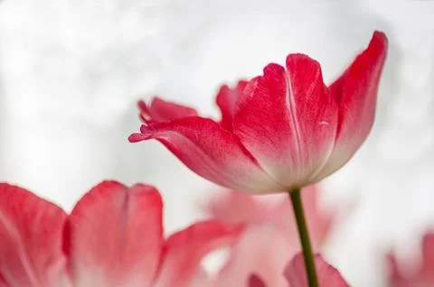 Tulip with bokeh Stock Photos