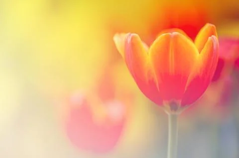 Tulip with bokeh Stock Photos