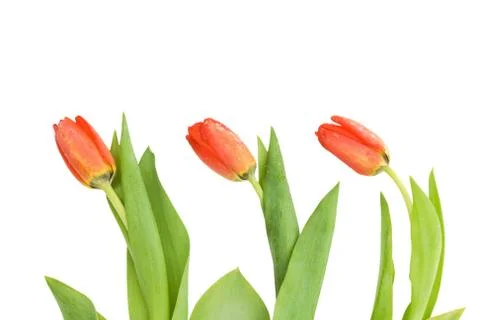 Tulip border Stock Photos