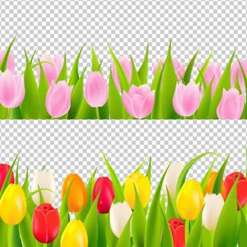 Tulip Border With Transparent Background Stock Illustration