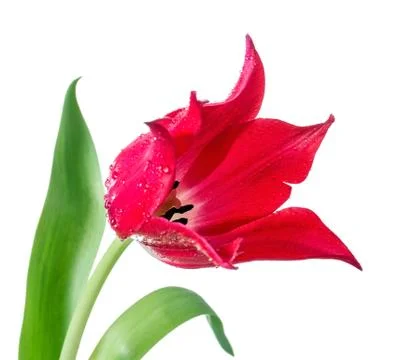 Tulip bud with drops of dew, close-up Stock Photos