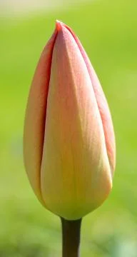 Tulip bud 库存照片