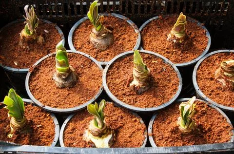 Tulip bud Stock Photos