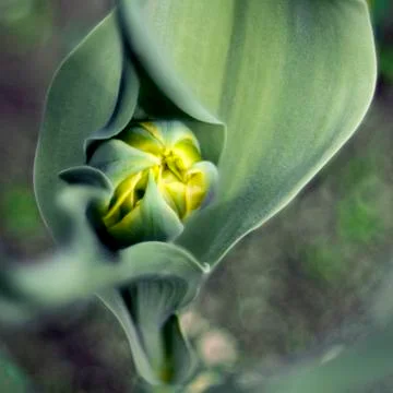 Tulip bud Stock Photos