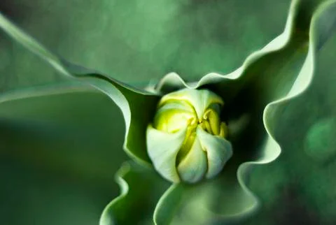 Tulip bud Foto stock