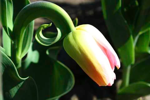 Tulip bud 写真素材