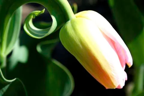 Tulip bud Stock Photos