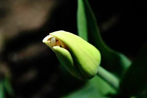 Tulip bud Stock Photos
