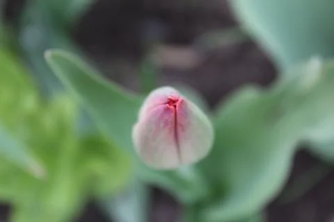 Tulip bud Stock Photos