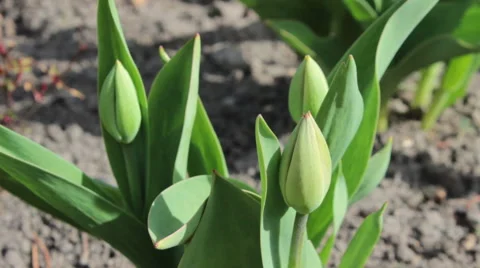 Tulip Buds Stock Footage 49075688