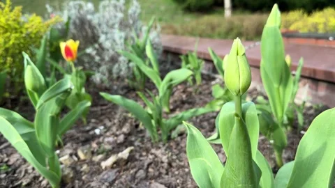 Tulip buds in garden soil during early spring Stock Footage 306573953