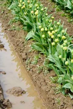 Tulip buds Stock Photos