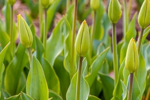 Tulip buds Stock Photos