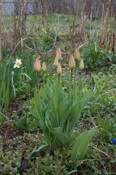 Tulip buds in a rustic garden Stock Photos