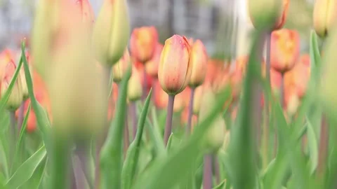 Tulip buds with selective focus Stock Footage 239357687