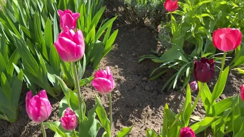 Tulip buds with selective focus. Stock Footage 277609878